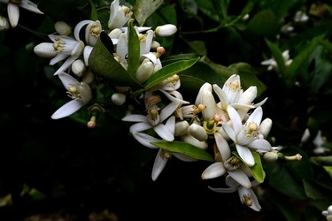 ZAGARA. Fotografie di Giulio Azzarello ©2022. ZAGARA. Fotografie di Giulio Azzarello ©2022.