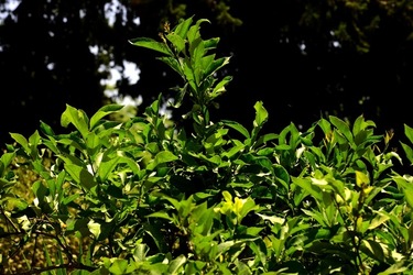 GIARDINO fotografie di Giulio Azzarello ©2019. GIARDINO fotografie di Giulio Azzarello ©2019.