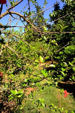 GIARDINO SICILIANO fotografie di Giulio Azzarello ©2021. GIARDINO SICILIANO fotografie di Giulio Azzarello ©2021.