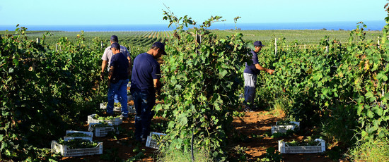 VENDEMMIA a Mazzara del Vallo in Sicilia con i contadini. Fotografie di Giulio Azzarello ©2016. VENDEMMIA a Mazzara del Vallo in Sicilia con i contadini. Fotografie di Giulio Azzarello ©2016.