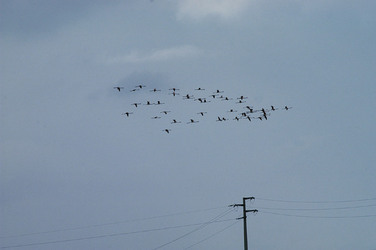 WWF Sicilia le Saline di Trapani. Fotografie di Giulio Azzarello &copy;2014.