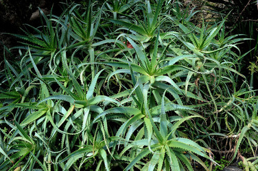 PAESAGGIO CATANESE panoramiche e particolari. Fotografie di Giulio Azzarello &copy;2014.