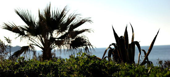 AGAVE selvatica sul mare in Sicilia a Cefalù. Fotografie di Giulio Azzarello ©2014. AGAVE selvatica sul mare in Sicilia a Cefalù. Fotografie di Giulio Azzarello ©2014.