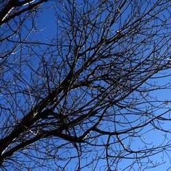 ALBERI. Fotografie di Giulio Azzarello &copy;2024.