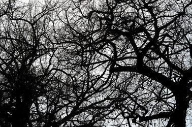 ORTO BOTANICO di Palermo in inverno. Fotografie di Giulio Azzarello &copy;2016.