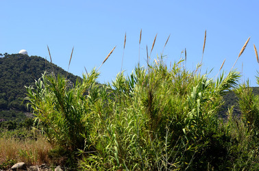 ISOLA DI USTICA la natura. Fotografie di Giulio Azzarello &copy;2016.