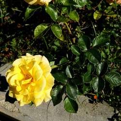 ROSETO. Fotografie di Giulio Azzarello &copy;2022.