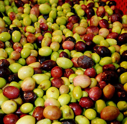 TIPICO FRANTOIO fotografie di Giulio Azzarello ©2014. TIPICO FRANTOIO fotografie di Giulio Azzarello ©2014.