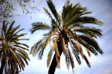 VILLA BONANNO a Palermo. Fotografie di Giulio Azzarello &copy;2016.