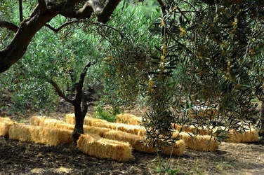 FRANTOIO GULLO ad Aliminusa in Sicilia. Fotografie di Giulio Azzarello &copy;2018.