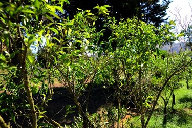 GIARDINO SICILIANO fotografie di Giulio Azzarello ©2021. GIARDINO SICILIANO fotografie di Giulio Azzarello ©2021.