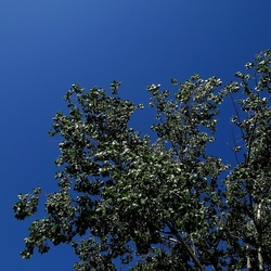 GIARDINO. Fotografie di Giulio Azzarello ©2022.