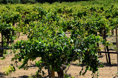 GORGHI TONDI oasi di vigneti e piante Mazzara del Vallo in Sicilia. Foto di Giulio Azzarello ©2016. GORGHI TONDI oasi di vigneti e piante Mazzara del Vallo in Sicilia. Foto di Giulio Azzarello ©2016.