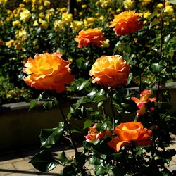 ROSETO. Fotografie di Giulio Azzarello &copy;2022.