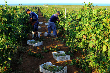 VENDEMMIA a Mazzara del Vallo in Sicilia con i contadini. Fotografie di Giulio Azzarello ©2016. VENDEMMIA a Mazzara del Vallo in Sicilia con i contadini. Fotografie di Giulio Azzarello ©2016.