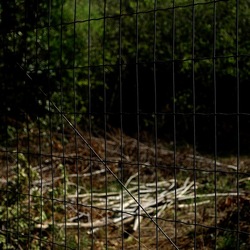 RAMI E ROVI. Fotografie di Giulio Azzarello ©2023. RAMI E ROVI. Fotografie di Giulio Azzarello ©2023.