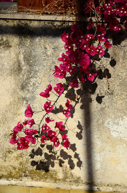 NATURA Violette siciliane in un tipico giardino in estate. Fotografie di Giulio Azzarello &copy;2014.