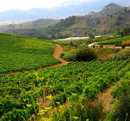 CAMPAGNA SICILIANA. Fotografie di Giulio Azzarello &copy;2016.