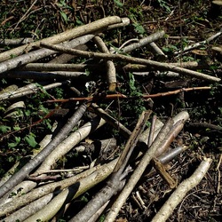 RAMI E ROVI. Fotografie di Giulio Azzarello ©2023. RAMI E ROVI. Fotografie di Giulio Azzarello ©2023.