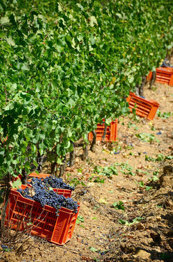VENDEMMIA a S.Cristina Gela in Sicilia. Fotografie di Giulio Azzarello &copy;2016.
