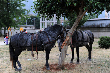 LA BATTAGLIA DI PONTE AMMIRAGLIO a Palermo lo sbarco dei mille . Fotografie di Giulio Azzarello &copy;2014.