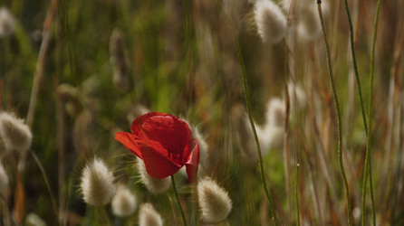 ARTE CONTEMPORANEA A PIRGI sito e riserva archeologica. Fotografie di Giulio Azzarello &copy;2014.