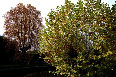 FIRENZE PALAZZO PITTI e GIARDINO DI BOBOLI. Fotografie di Giulio Azzarello &copy;2022.