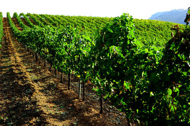 CAMPAGNA SICILIANA. Fotografie di Giulio Azzarello &copy;2016.