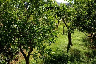 GIARDINO SICILIANO fotografie di Giulio Azzarello ©2021. GIARDINO SICILIANO fotografie di Giulio Azzarello ©2021.