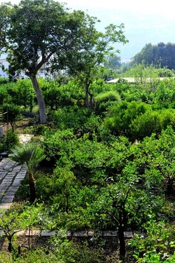 POTATURA fotografie di Giulio Azzarello ©2021. POTATURA fotografie di Giulio Azzarello ©2021.