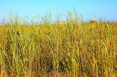 CANNETI in SICILIA. Fotografie di Giulio Azzarello &copy;2016.