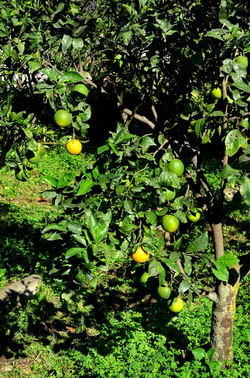 AGRUMETO SICILIANO in autunno. Fotografie di Giulio Azzarello &copy;2014.