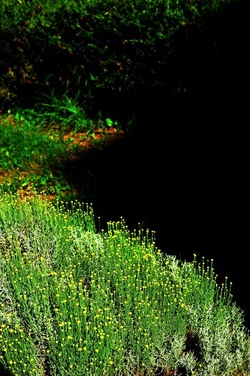 ORTO BOTANICO di Palermo nel maggio 2018. Fotografie di Giulio Azzarello &copy;2018.