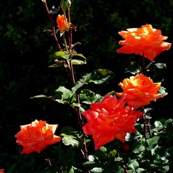 ROSETO. Fotografie di Giulio Azzarello &copy;2022.