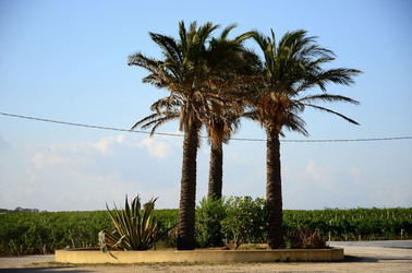 TENUTA vitivinicola in Sicilia. Fotografie di Giulio Azzarello ©2016. TENUTA vitivinicola in Sicilia. Fotografie di Giulio Azzarello ©2016.