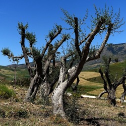 SEGESTA. Fotografie di Giulio Azzarello ©2024. SEGESTA. Fotografie di Giulio Azzarello ©2024.