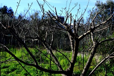 CAMPAGNA fotografie di Giulio Azzarello ©2020.