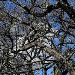 ORTO BOTANICO DI PALERMO. Fotografie di Giulio Azzarello ©2022. ORTO BOTANICO DI PALERMO. Fotografie di Giulio Azzarello ©2022.