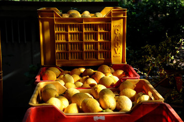 LIMONI di Sicilia coltivati in modo biologico. Fotografie di Giulio Azzarello &copy;2014.