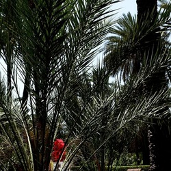 PALERMO. Fotografie di Giulio Azzarello &copy;2022.