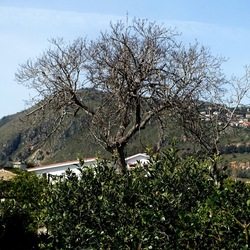 PIANTE. Fotografie di Giulio Azzarello &copy;2022.