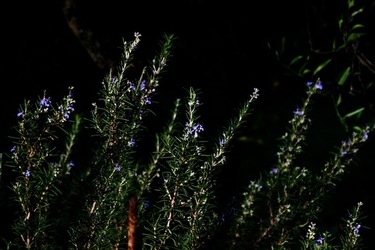 GIARDINO SICILIANO fotografie di Giulio Azzarello &copy;2020.