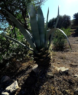 SEGESTA sito archeologico. Fotografie di Giulio Azzarello ©2018.