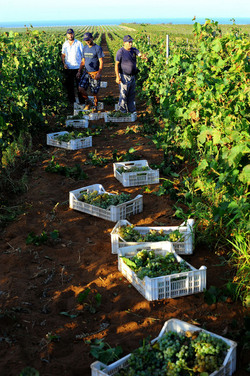 VENDEMMIA a Mazzara del Vallo in Sicilia con i contadini. Fotografie di Giulio Azzarello ©2016. VENDEMMIA a Mazzara del Vallo in Sicilia con i contadini. Fotografie di Giulio Azzarello ©2016.