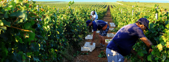 VENDEMMIA a Mazzara del Vallo in Sicilia con i contadini. Fotografie di Giulio Azzarello ©2016. VENDEMMIA a Mazzara del Vallo in Sicilia con i contadini. Fotografie di Giulio Azzarello ©2016.