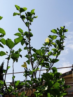 HABITAT NATURA in campagna. Fotografie di Giulio Azzarello ©2015 2016. HABITAT NATURA in campagna. Fotografie di Giulio Azzarello ©2015 2016.