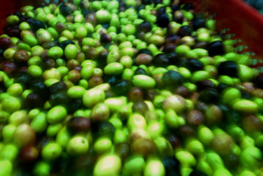 TIPICO FRANTOIO fotografie di Giulio Azzarello ©2014. TIPICO FRANTOIO fotografie di Giulio Azzarello ©2014.