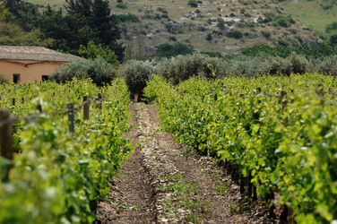 VIGNETO AGRITURISTICO PLANETA a Sambuca di Sicilia. Fotografie di Giulio Azzarello &copy;2014.