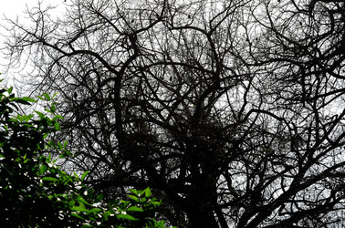 ORTO BOTANICO di Palermo in inverno. Fotografie di Giulio Azzarello &copy;2016.