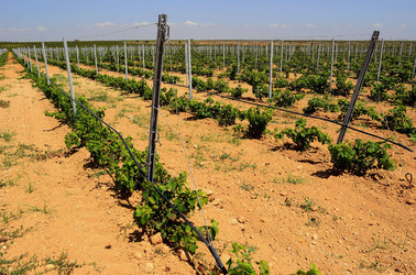 VIGNETO GIOVANE in Sicilia fotografie di Giulio Azzarello &copy;2016.